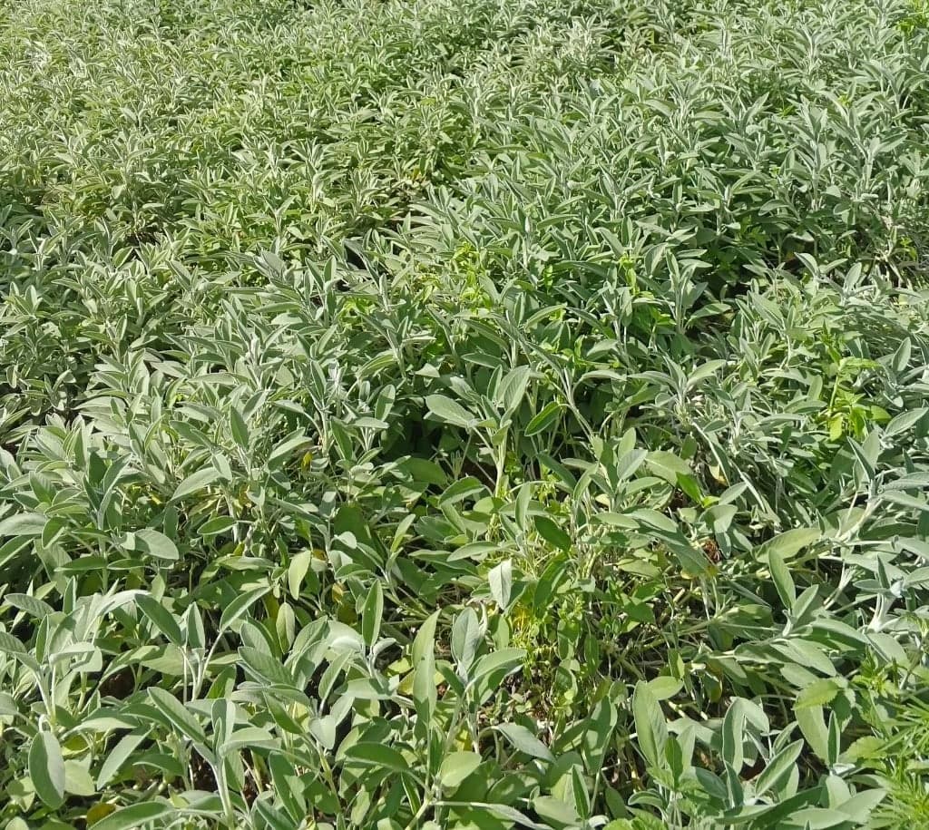 Dense culinary herb field on a partner farm near Nanyuki