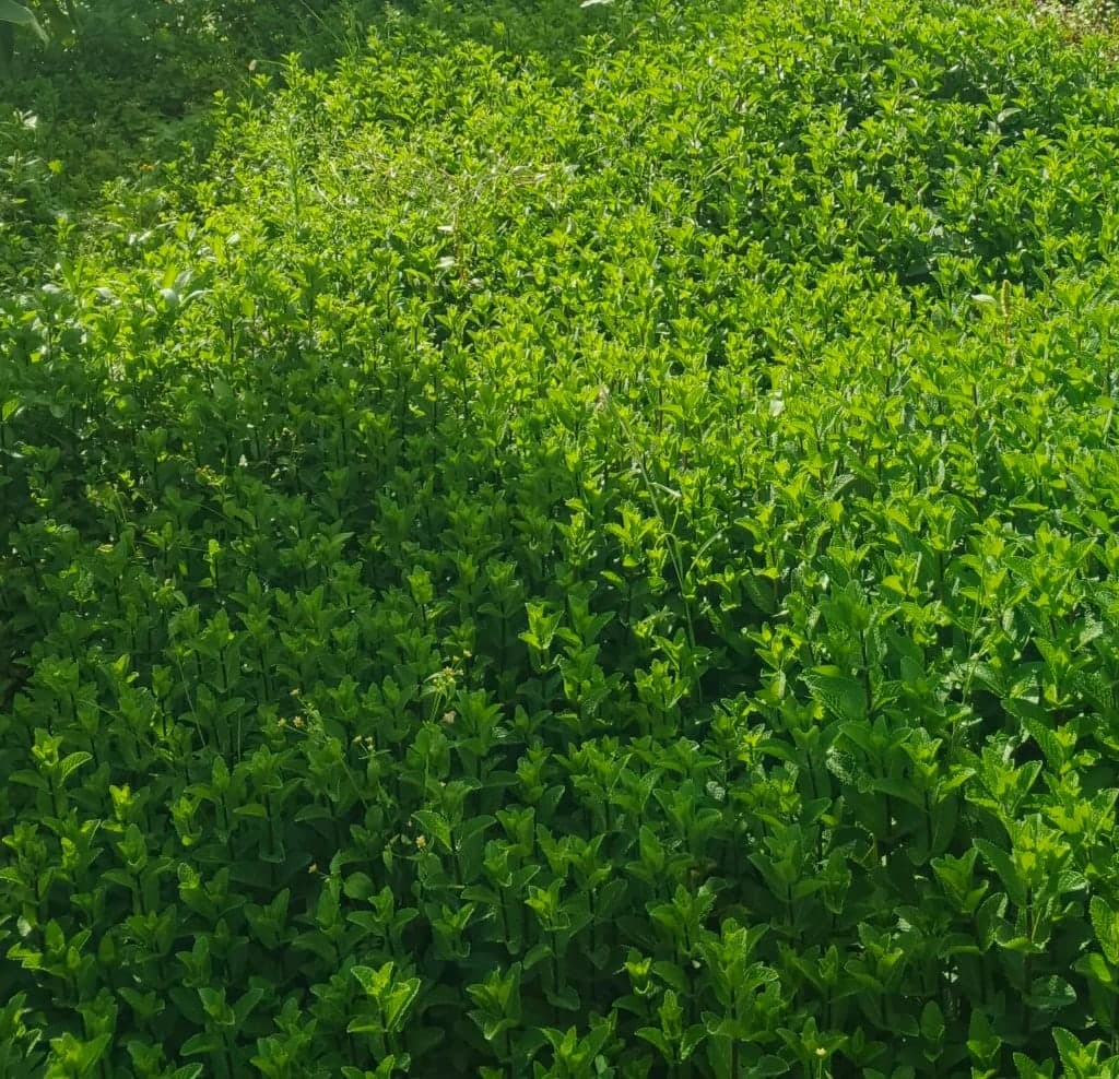 Dense spearmint field on a partner farm in Laikipia