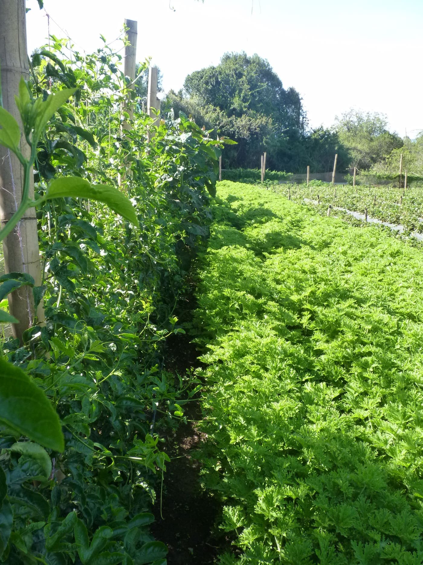 Fresh culinary herbs growing in Kenyan highland beds