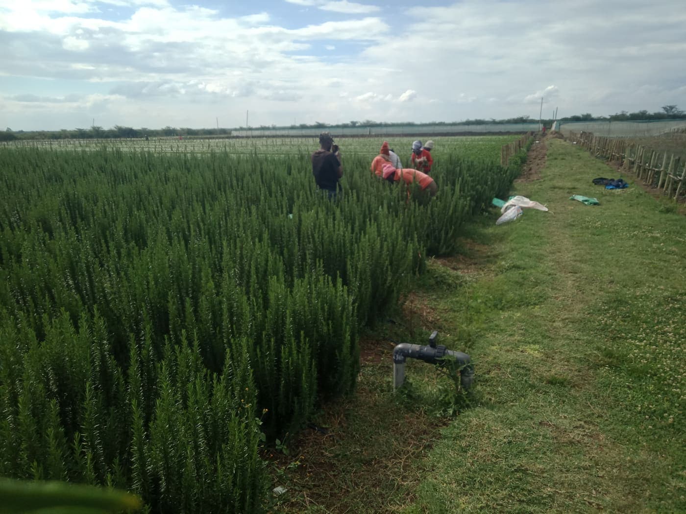 Rosemary rows on a partner highland farm