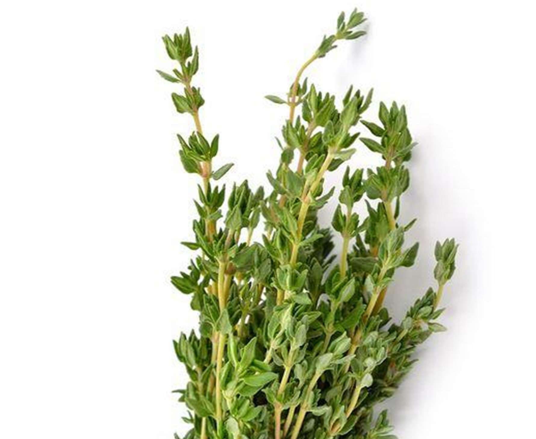 Fresh export bunch of thyme on white background